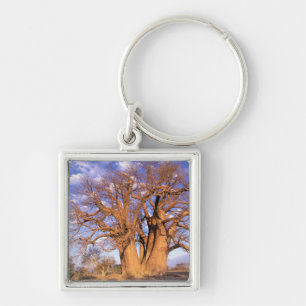 Llavero África, Botsuana, Delta del Okavango. Baobab
