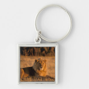 Llavero África, Botswana, Delta del Okavango. León (Panthe