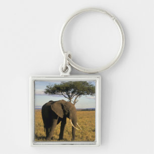 Llavero África, Kenia, Maasai Mara. Un elefante en el