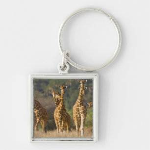 Llavero África. Kenia. Manada de jirafas reticuladas