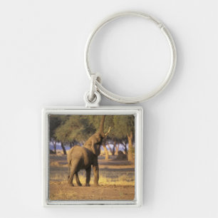 Llavero África, Kenia, Masai Mara. Elefante (Loxodonta