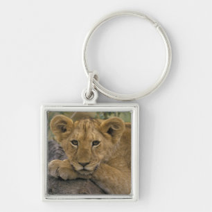 Llavero África, Kenia. Retrato de un león.