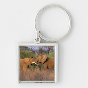 Llavero África, Kenia, Samburu. Desafío de elefante