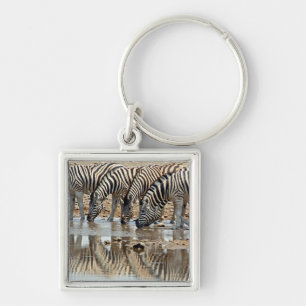 Llavero África, Namibia, Etosha NP. Cebra de Burchell