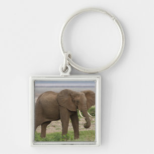 Llavero África. Tanzania. Elefante en el Parque Nacional d