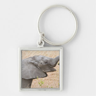 Llavero África. Tanzania. Elefante joven en Tarangire