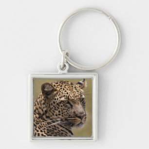 Llavero África, Tanzania, Serengeti. Leopardo