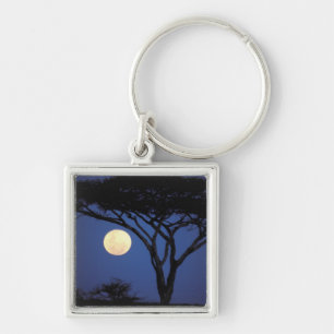 Llavero África, Tanzania, Tarangire. Árbol de acacia en
