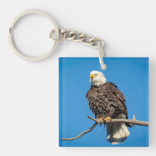 Llavero Águila calva en una rama de árbol