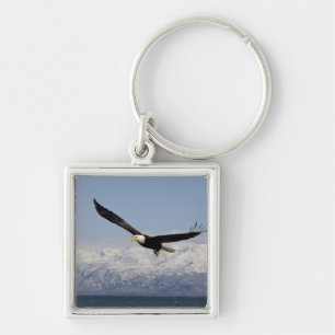 Llavero Águila calva en vuelo, Haliaeetus leucocephalus, 3