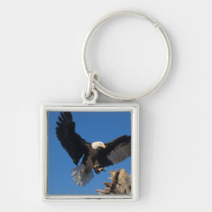 Llavero águila calva, Haliaeetus leuccocephalus, aterrizan
