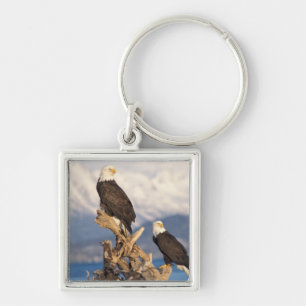 Llavero águila calva, Haliaeetus leuccocephalus, pareja