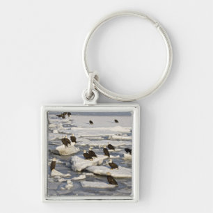 Llavero Águila calva, Haliaetus leucocephalus, Homer, 2