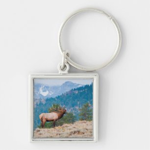 Llavero Alce (Cervus Elephus) Toro Bugling