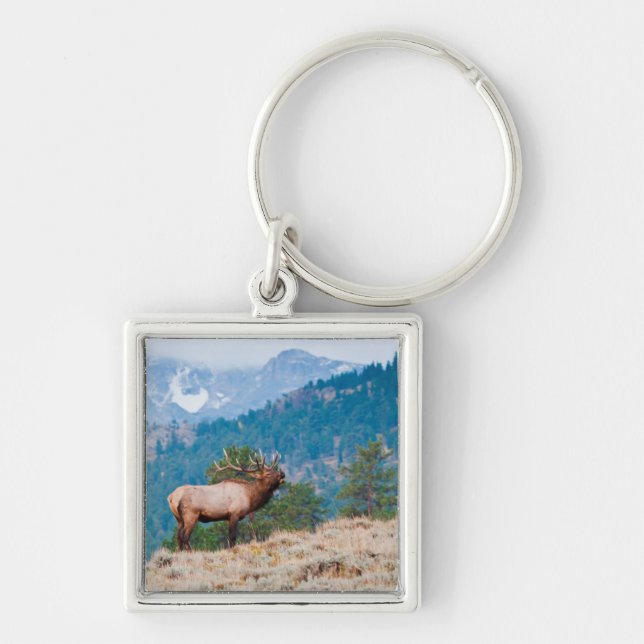Llavero Alce (Cervus Elephus) Toro Bugling (Frente)