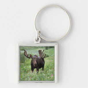 Llavero Alce macho Alces alces) entre flores silvestres,