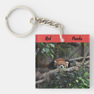 Llavero Alerta al Panda Rojo en un zoo