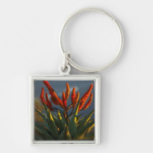 Llavero Aloe de Montaña (Aloe Marlothii Berger)