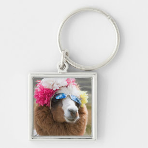 Llavero Alpaca, Pachacoto, Cordillera Blanca, Ancash