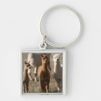 Llavero Alpacas adorables