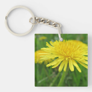 Llavero amarillo, mariposa, planta, diente de león, prader
