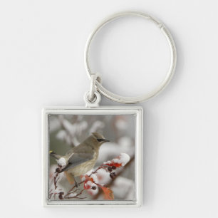 Llavero Amelanchier adulto sobre espino con nieve