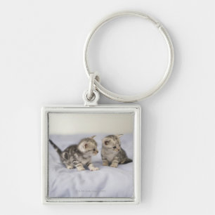 Llavero Americano Shorthair 7