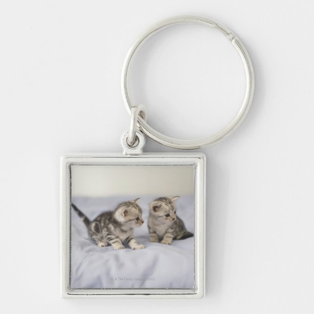 Llavero Americano Shorthair 7 (Frente)