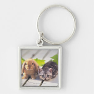 Llavero Americano Shorthair; es el más popular y la