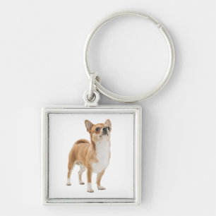 Llavero Amo Chihuahua Cama de Perro Cerdo