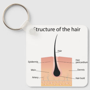 Llavero anatomía de huesos de pie