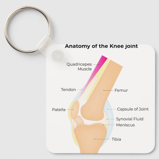 Llavero Anatomía de la rodilla (Anverso)
