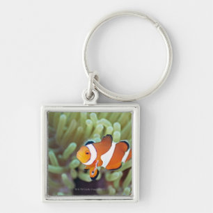 Llavero Anemonefish 4 del payaso