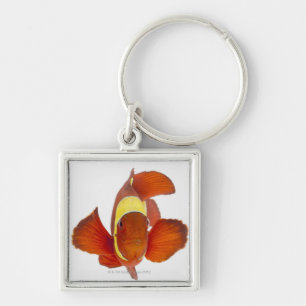 Llavero anemonefish de la Espina-mejilla (biaculeatus de
