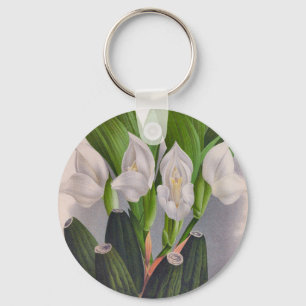 Llavero Anguloa Uniflora Lindenia