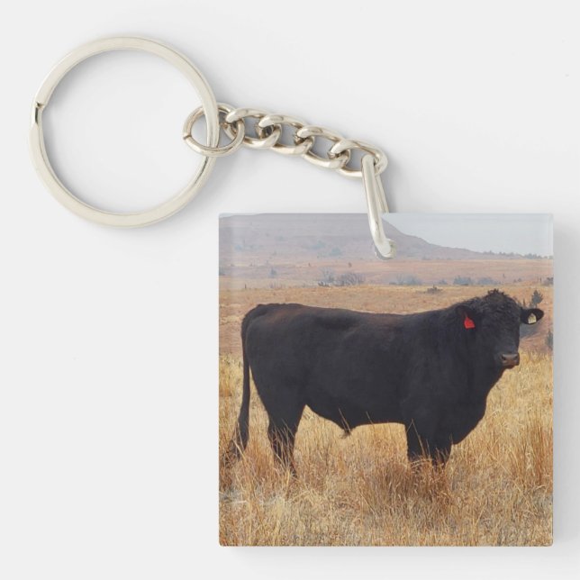Llavero Angus negros Steer Grazing con su manada (Frente)