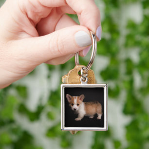 Llavero Animales de bebé más afectados   Pequeño Corgi