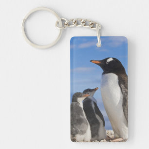 Llavero Antártida, Neko Cove (Puerto). Pingüino de Gentoo 
