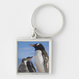 Llavero Antártida, Neko Cove (Puerto). Pingüino de Gentoo