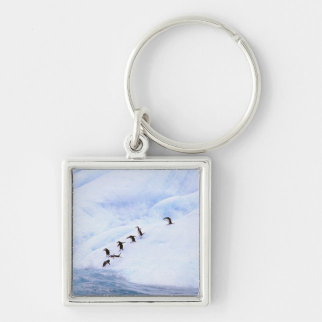 Llavero Antártida, Península Antártica. Chinstrap (Frente)