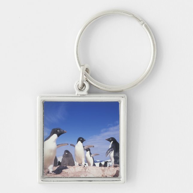 Llavero Antártida, Pingüino Adelie Pygoscelis (Frente)
