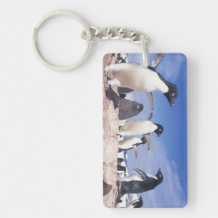 Llavero Antártida, Pingüino Adelie Pygoscelis