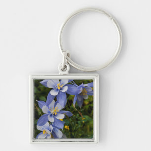 Llavero Aquilegia azul de Colorado cerca de Telluride Colo