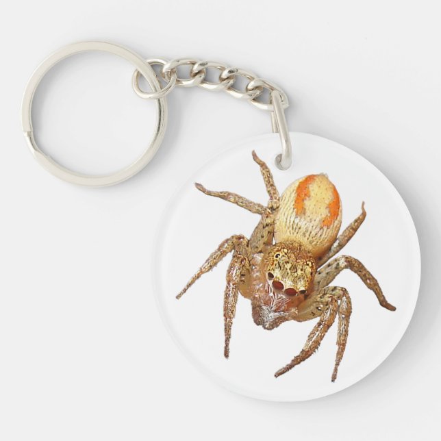 Llavero Araña saltarina dimórfica (Maevia inclemens) (Frente)