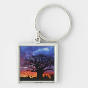 Llavero árbol baobab africano, Adansonia digitata, 2