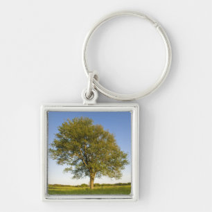 Llavero Árbol de arce solitario en campo de heno en Raymon