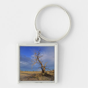Llavero árbol de espina de camello muerto (Acacia Erioloba