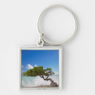 Llavero Árbol Divi Divi, Playa Eagle, Aruba, Caribe