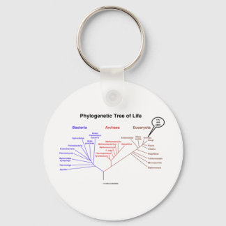 Llavero Árbol Filogenético De La Vida - Estás Aquí (Biolog