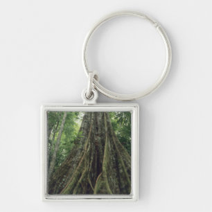 Llavero Árbol reforzado en selva tropical, Corcovado